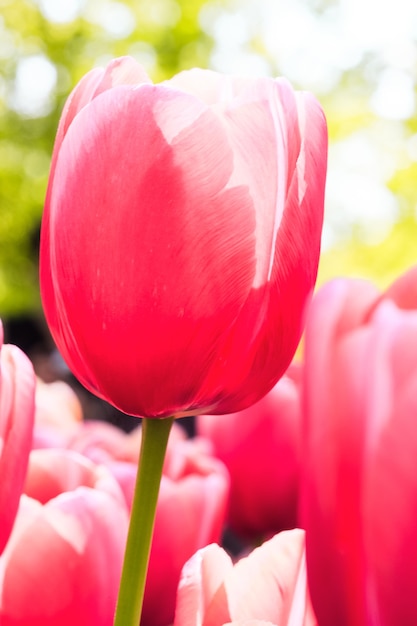 Free Photo tulip field in keukenhof gardens, lisse, netherlands