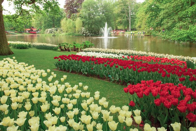 Free Photo tulip field in keukenhof gardens, lisse, netherlands