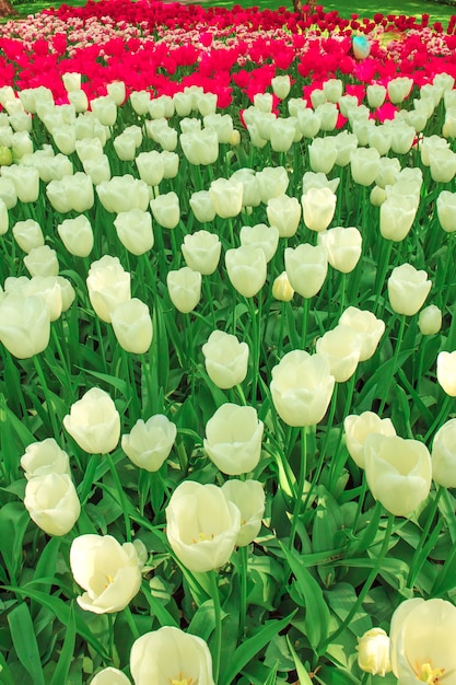 Free photo tulip field in netherlands or holland