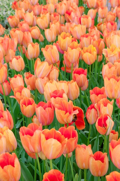 Free Photo the tulip field in netherlands or holland