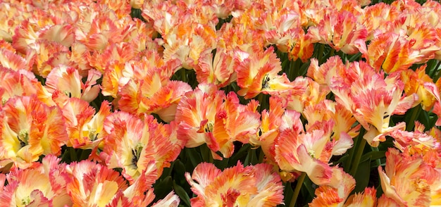 Free Photo the tulip field in netherlands