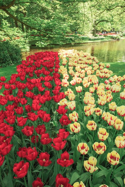 Free Photo the tulip field in netherlands