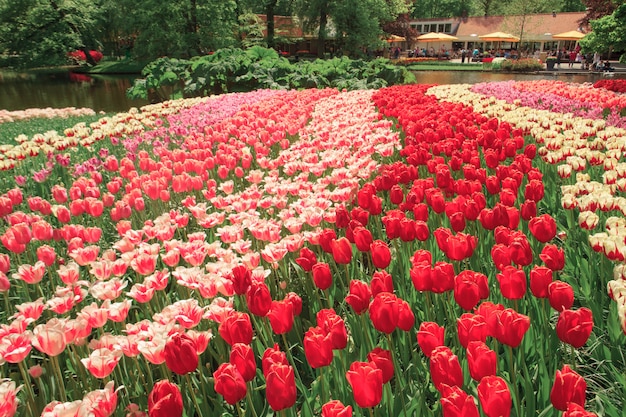 Free Photo the tulip field in netherlands