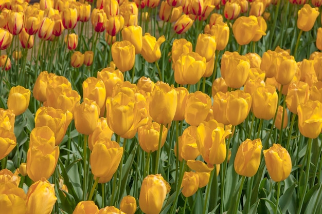 The tulip field in Netherlands