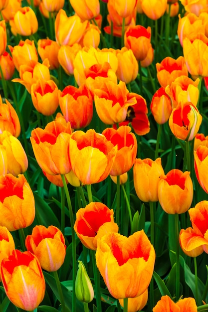 Tulip flower field