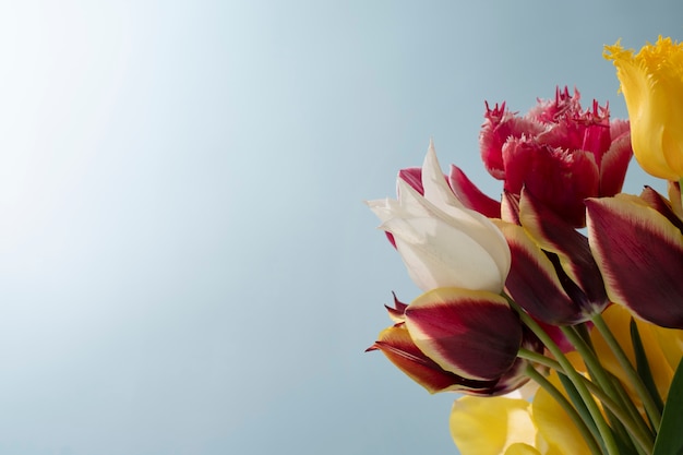 Tulip flower in the sky