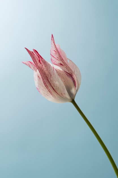 Tulip flower in the sky