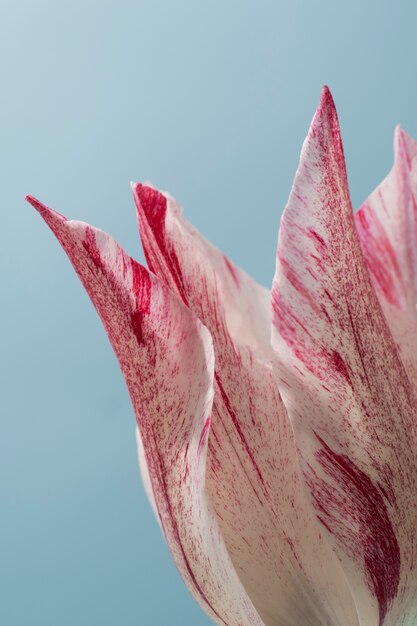 Tulip flower in the sky