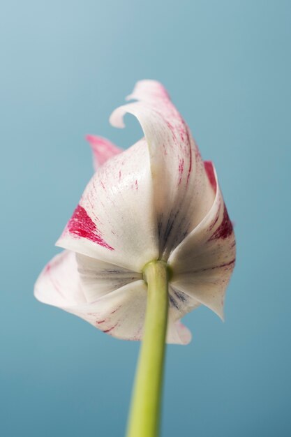 Tulip flower in the sky