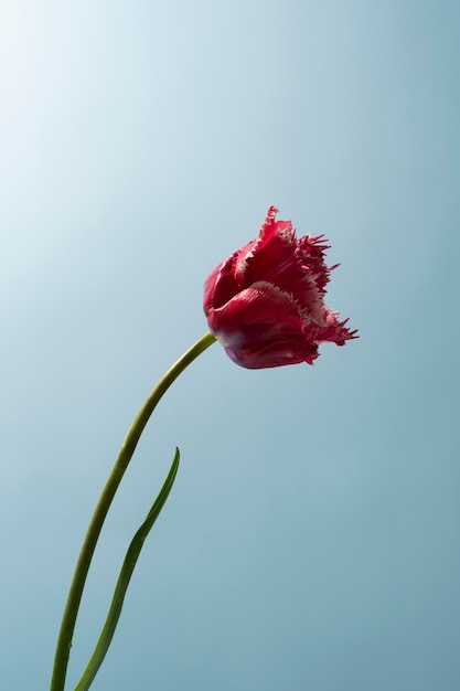 Tulip flower in the sky