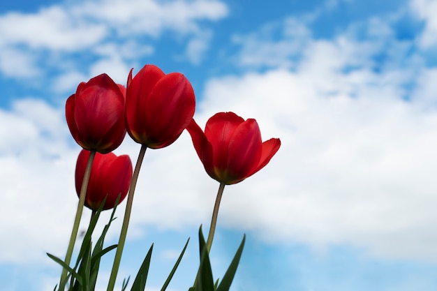 Tulip flower in the sky