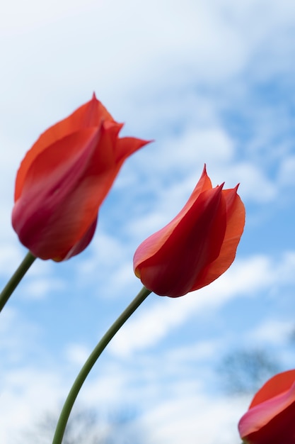 Free photo tulip flower in the sky