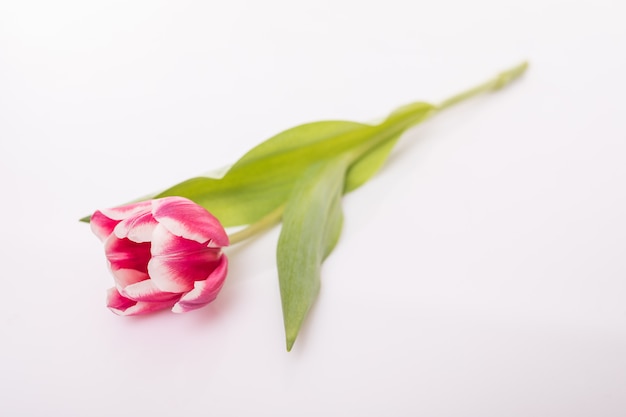 Tulip flower with green leaves isolated on white surface