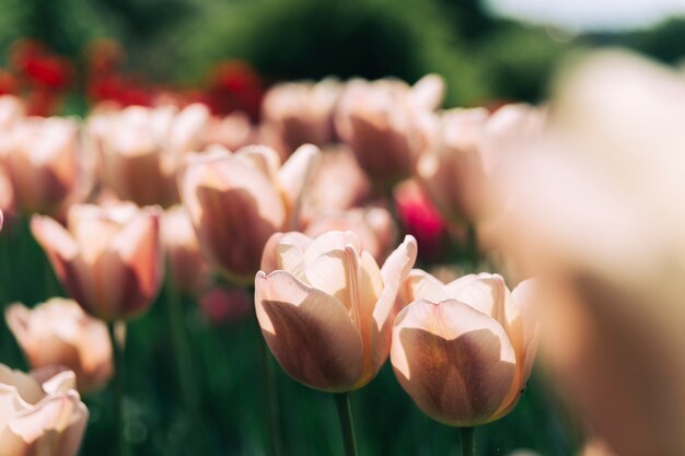 Tulip flowers blooming in garden