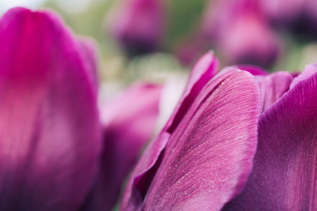 Free photo tulip flowers growing in garden