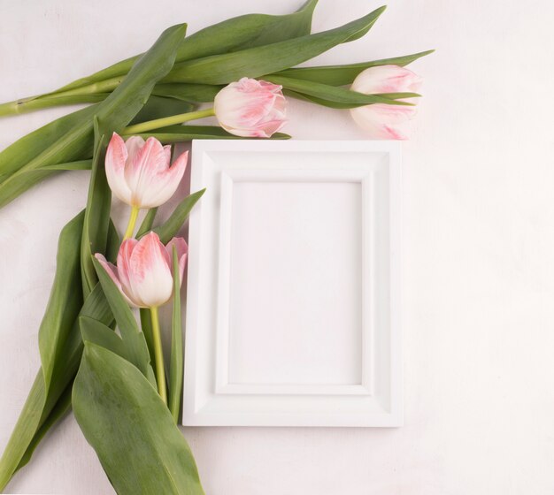 Tulip flowers with blank frame 