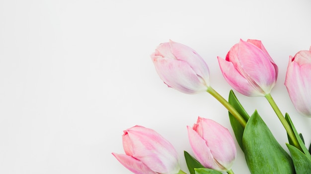 Free photo tulip flowers