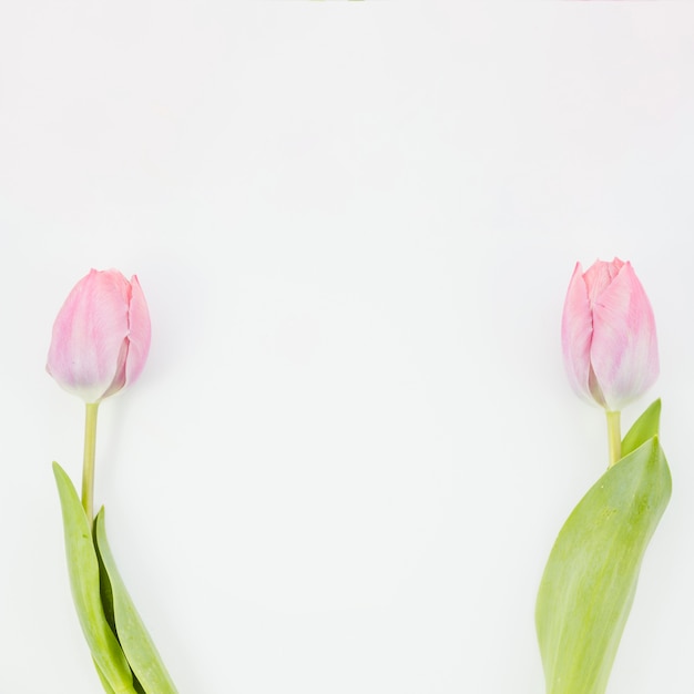 Free Photo tulip flowers