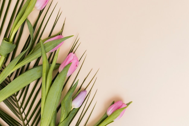 Tulips and green branch