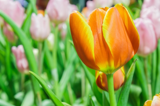 Free photo tulips