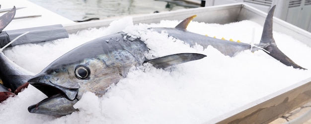 Tuna in ice on market