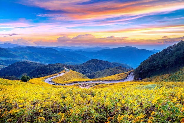 Tung Bua Tong Mexican sunflower field at sunset, Mae Hong Son Province in Thailand.