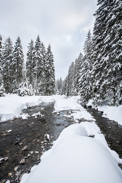 Free photo turbulent river rapids in pictoresque forest during winter. magical landscape