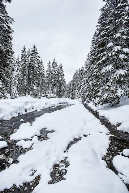 Turbulent river rapids in pictoresque forest during winter. Magical Landscape