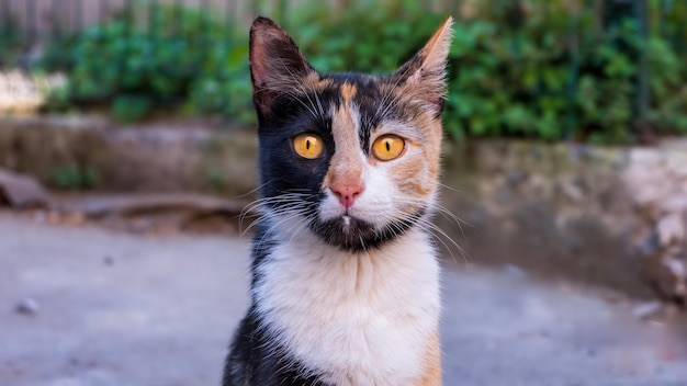 Free photo turkish three colored cat stares at the camera in the park istanbul