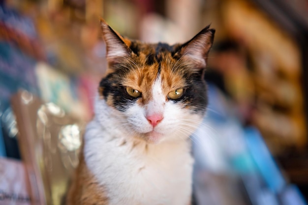 Free photo turkish three colored cat stares at the camera