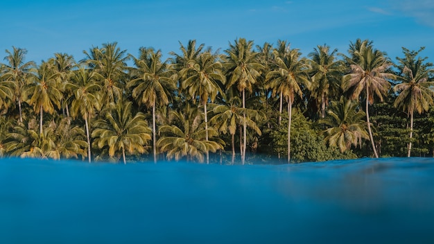 Free photo turquoise clear water with the  tropical trees in the beach in the background in indonesia