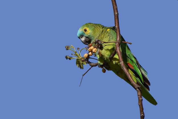 Free Photo turquoise-fronted amazon (amazona aestiva) in the wild