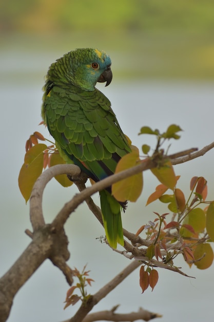 Free photo turquoise-fronted amazon parrot in the wild