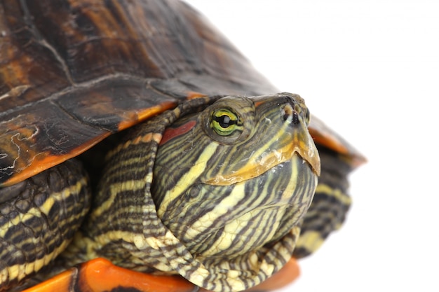 Free Photo turtle head