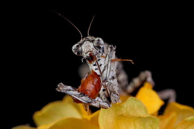 Free Photo twig mantis popa spurca closeup on black background twig mantis popa spurca closeup from side view on flower