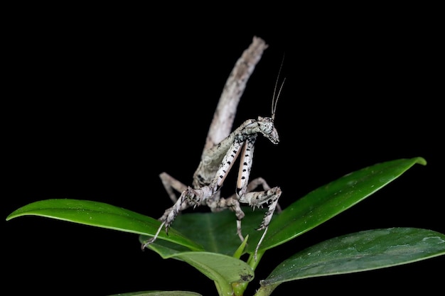 Free Photo twig mantis popa spurca closeup on black background twig mantis popa spurca closeup from side view