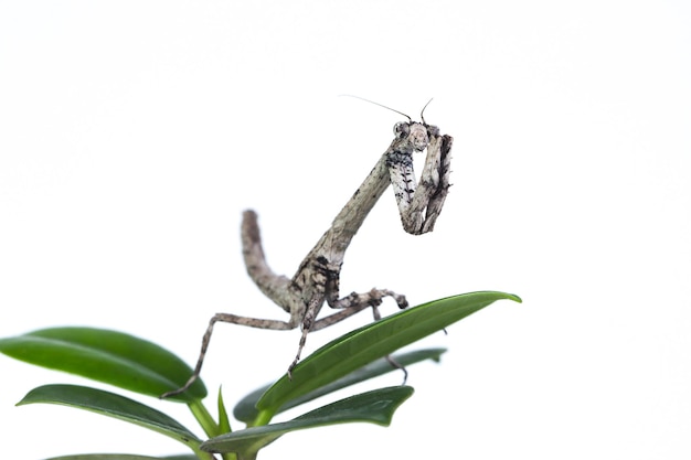 Twig Mantis popa Spurca on white background Twig Mantis popa Spurca on green leaves