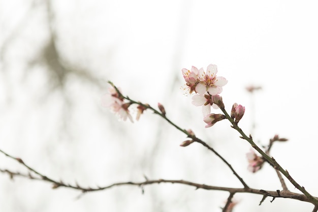 Free photo twigs in bloom with blurred background