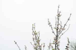 Free photo twigs in bloom with sky background