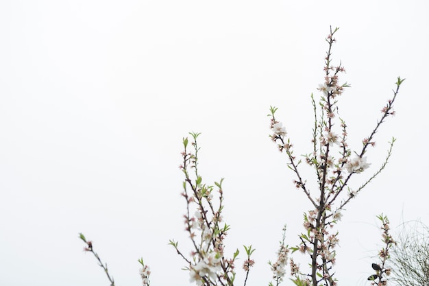 Free Photo twigs in bloom with sky background