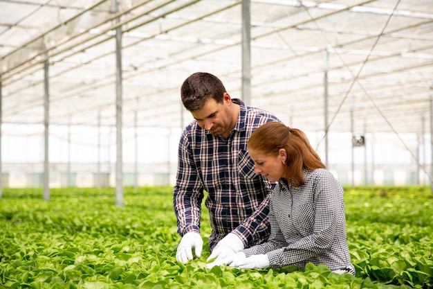 Free photo two agronomist engineers analyze the salad plantation. in the greenhouse