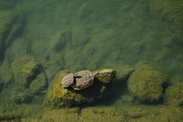 Free photo two aquatic turtles resting on stones basking in the sun top view of a small river overgrown with moss amphibians in their natural habitat wildlife