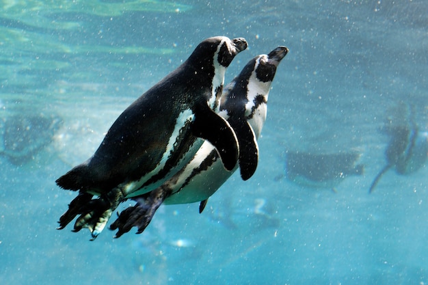 Two auks swimming in water in winter