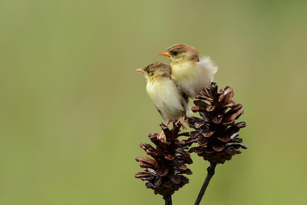 Two baby Sunbirds sitting waiting for their mother Cinnyris Jugularis