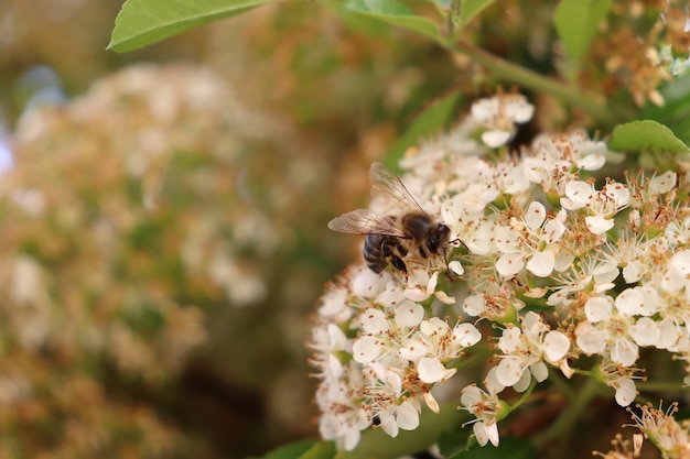 Two bees on a flower