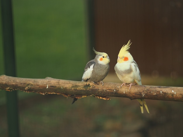 Free photo two birds in a branch