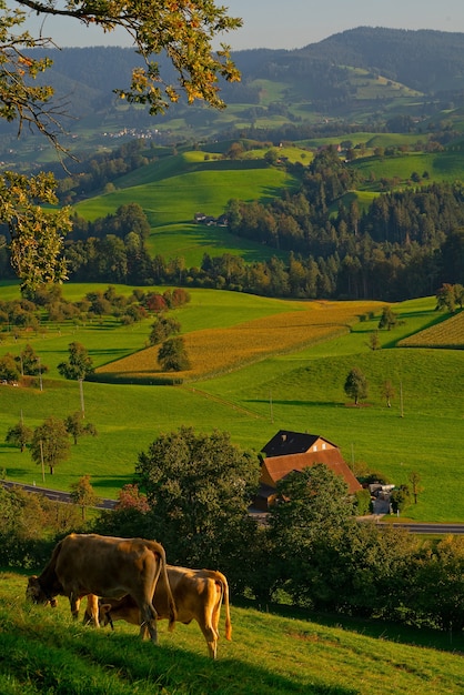 Two brown cattle on grass field