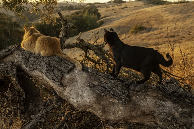 Free photo two cats on a log