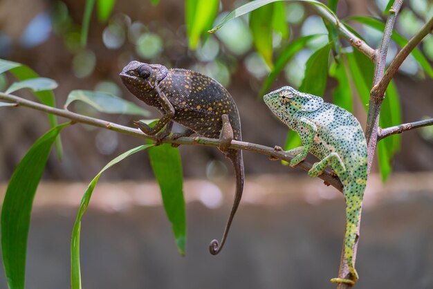 Two chameleons on a branch. Chameleo on Zanzibar.