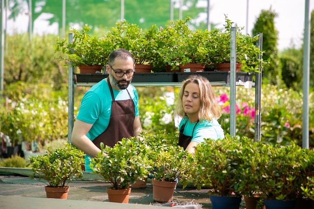 Two concentrated gardeners preparing plants in pots for market. Man and woman in blue shirts and black aprons growing home plants and caring of flowers. Commercial gardening and summer concept